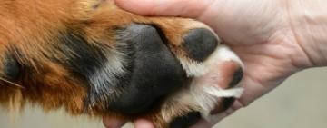 Спасатели Одесской области спасли собаку, которая три дня просидела в выгребной яме (видео)